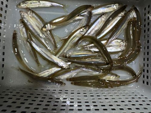 ワカサギの釣果