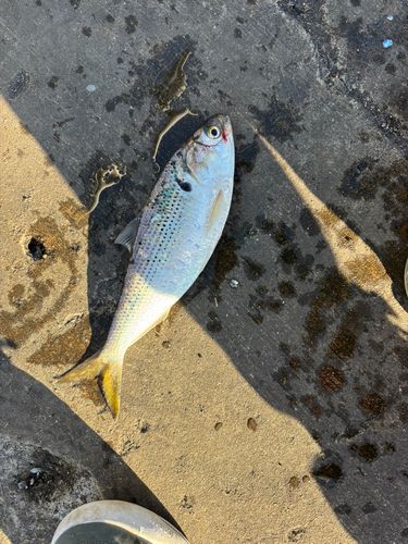 コノシロの釣果