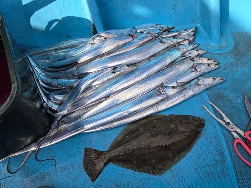 タチウオの釣果
