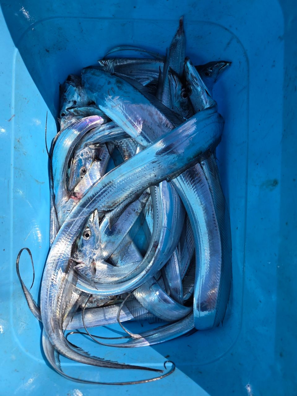 謎アングラ～Mさんの釣果 2枚目の画像