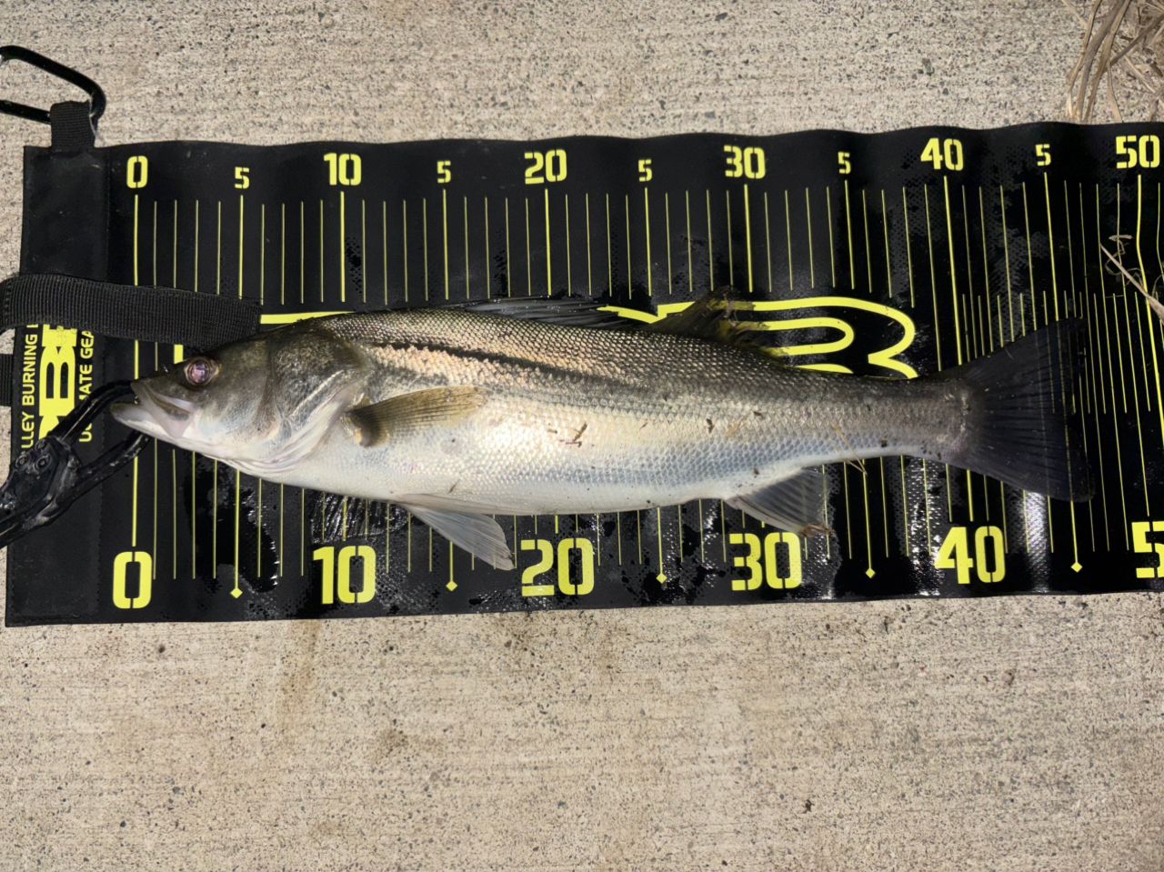 DAIWA 21モアザン ブランジーノ EX AGS 94MLの最安値・インプレ・釣果