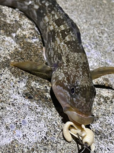 アイナメの釣果