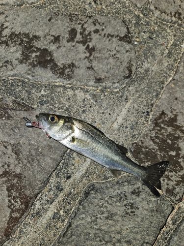 セイゴ（マルスズキ）の釣果