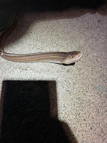 マアナゴの釣果