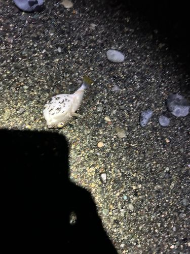 クサフグの釣果