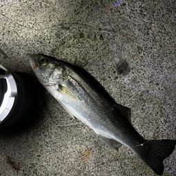 セイゴ（マルスズキ）