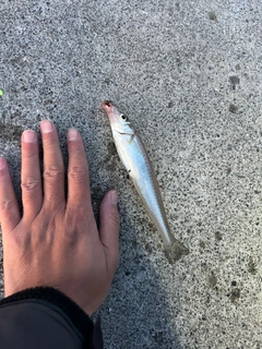 シロギスの釣果