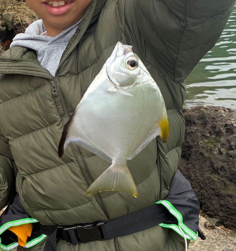 ヒメツバメウオの釣果