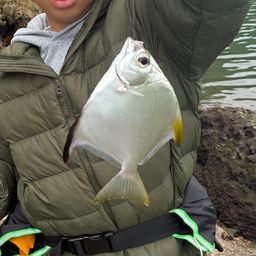 ヒメツバメウオ