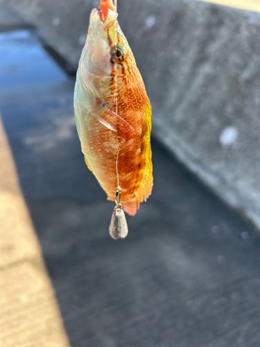 ホシササノハベラの釣果