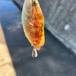 ホシササノハベラ