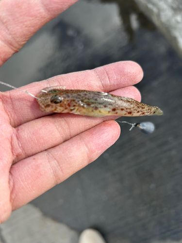 サビハゼの釣果