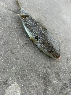 ショウサイフグの釣果