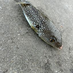 ショウサイフグ