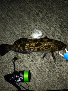 アイナメの釣果