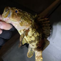 タケノコメバル