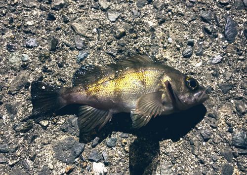 メバルの釣果