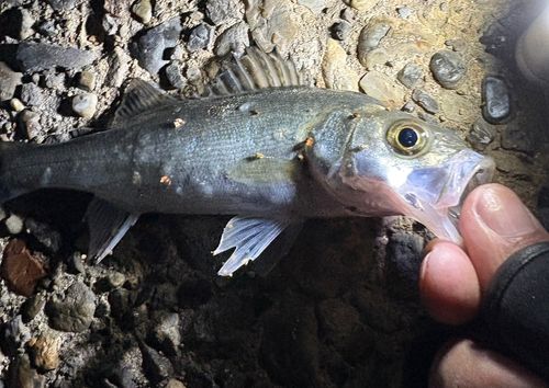 セイゴ（マルスズキ）の釣果