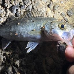 セイゴ（マルスズキ）