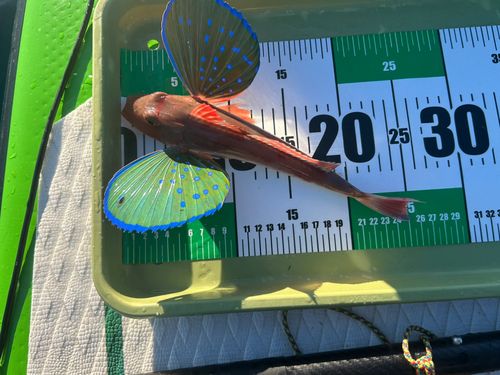 ホウボウの釣果