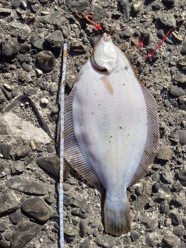 カレイの釣果