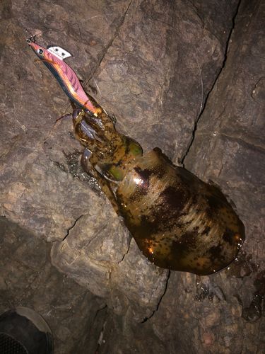 アオリイカの釣果