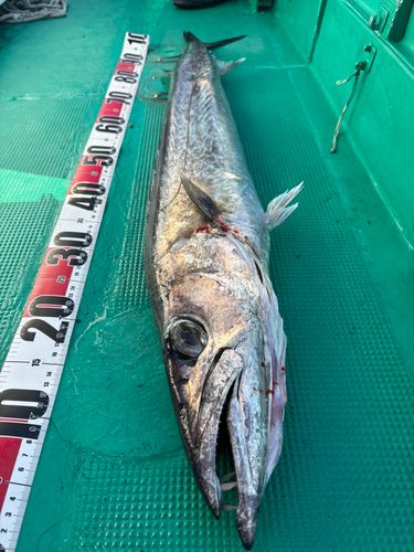 オニカマスの釣果