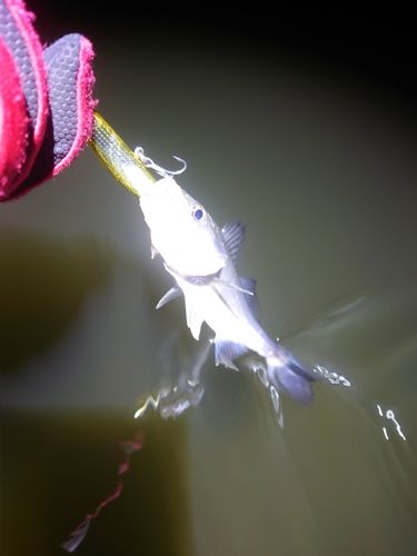 セイゴ（マルスズキ）の釣果