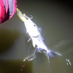 セイゴ（マルスズキ）