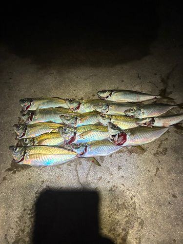 マアジの釣果