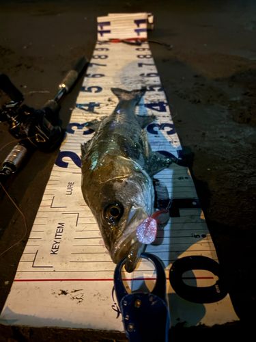 シーバスの釣果