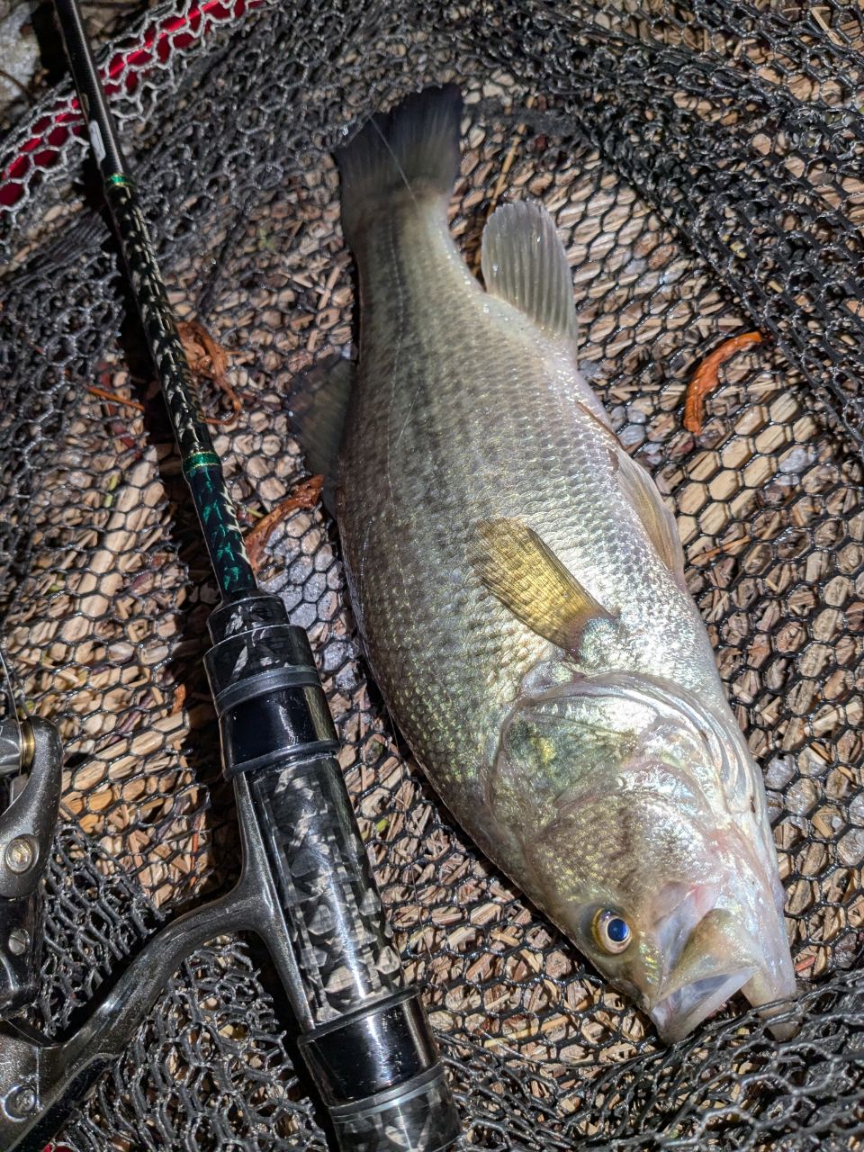 ラージマウスバス