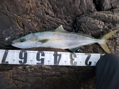 ヒラマサの釣果