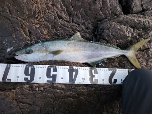 ヒラマサの釣果