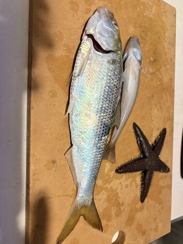 コノシロの釣果