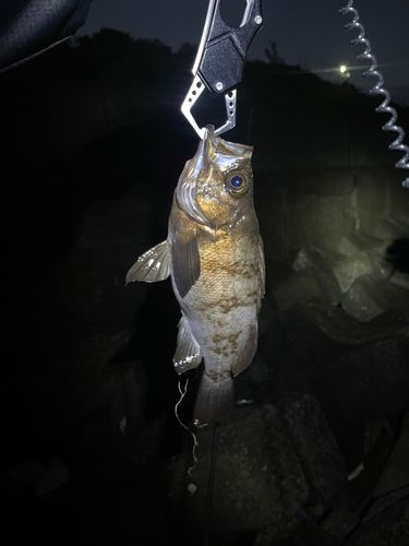 鞠山海遊パーク