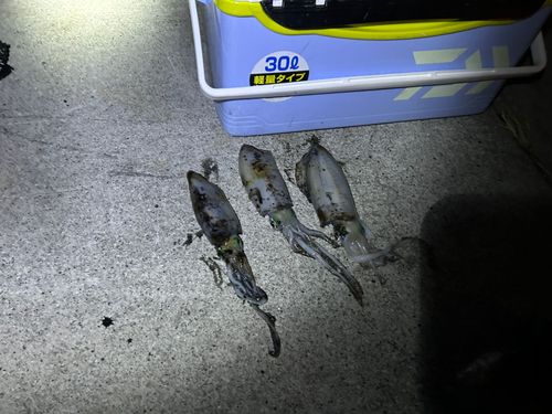 アオリイカの釣果