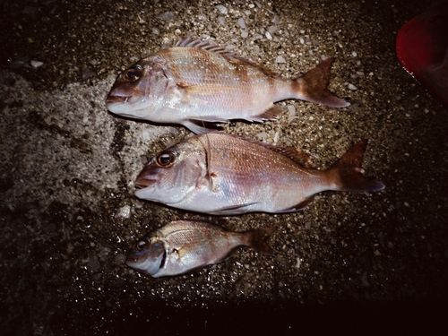 マダイの釣果