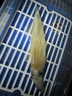 ヤリイカの釣果