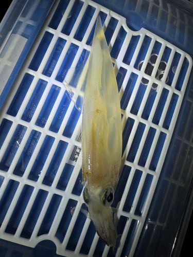 ヤリイカの釣果