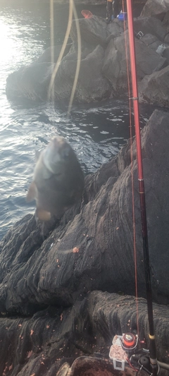 メジナの釣果