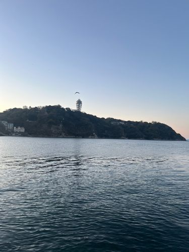 アマダイの釣果