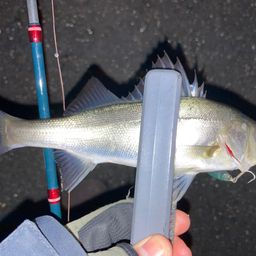 セイゴ（マルスズキ）