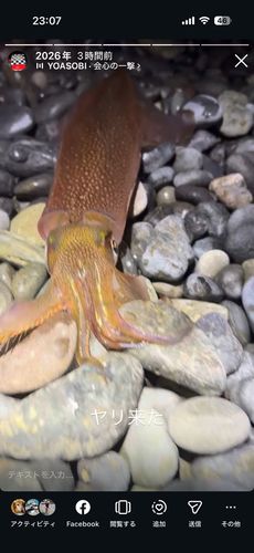 ヤリイカの釣果