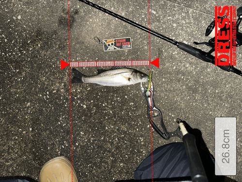 シーバスの釣果