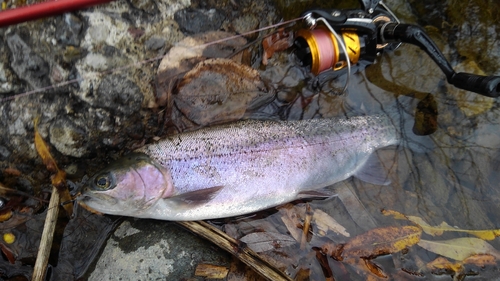 ニジマスの釣果