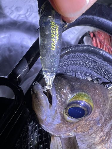 シロメバルの釣果