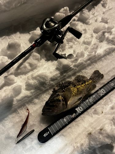 クロソイの釣果