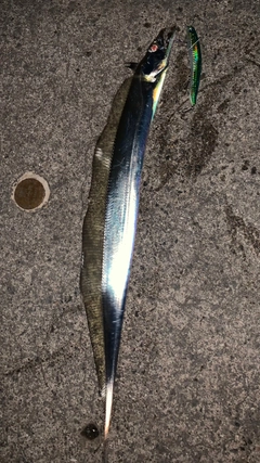 タチウオの釣果