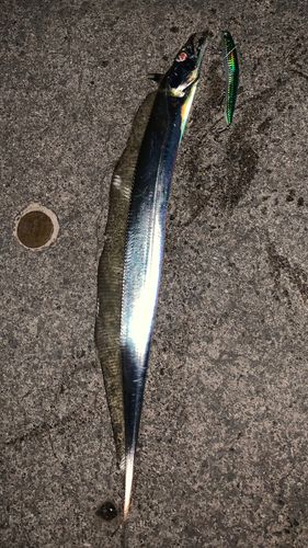 タチウオの釣果